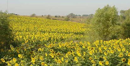 Sunflowers